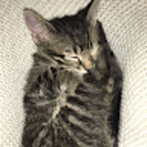 Meet your Posher, Vincent